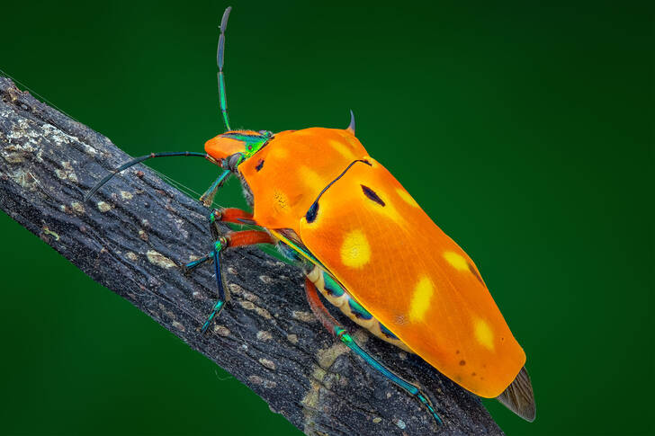 Coléoptère orange sur une branche