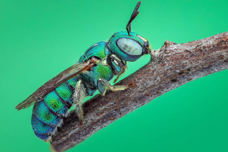 Green bee