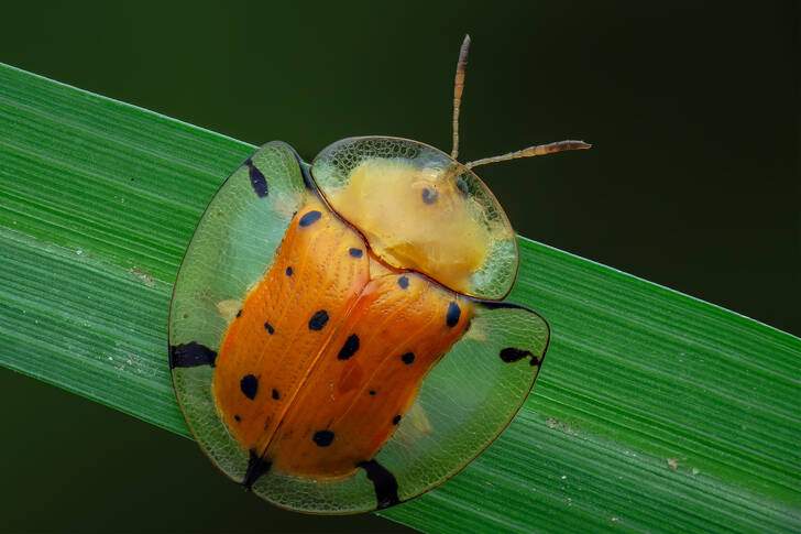 Scarabeo tartaruga dorato