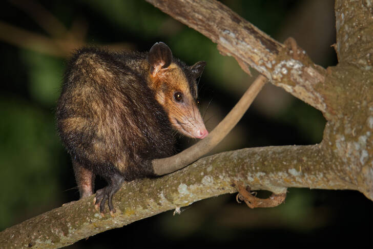 Common opossum