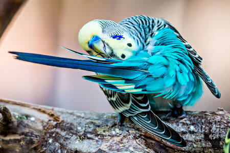 תוכי budgerigar מטפח את נוצותיו