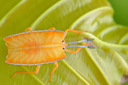 Insecte orange