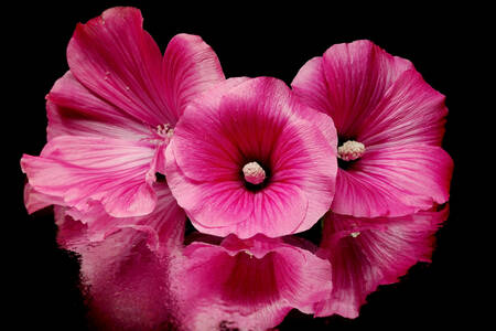 Rosa malva på svart bakgrund