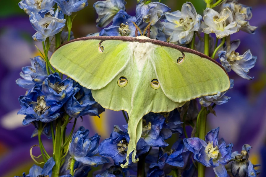 Polilla de seda verde