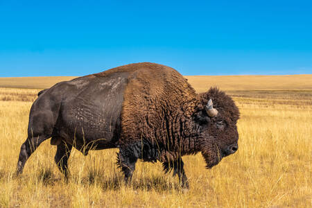 Bison Amerika liar