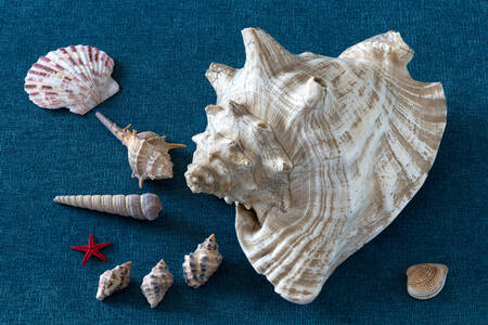 Seashells of different sizes