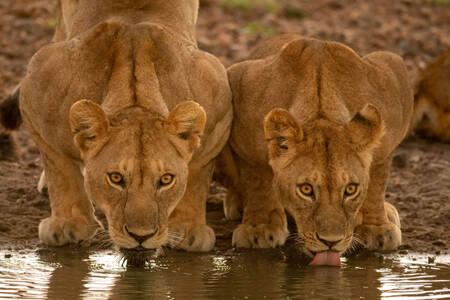 Lionesses at a watering hole
