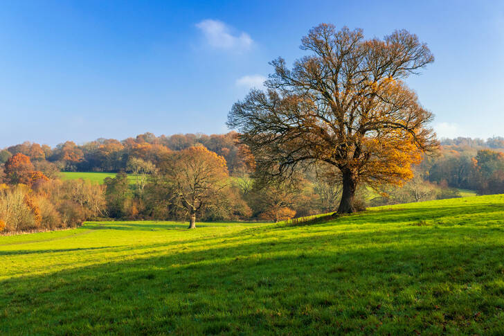 Autumn fields in Kent