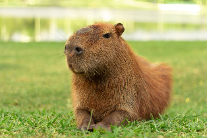 Capybara on the grass