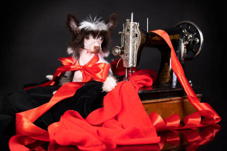 En kinesisk crested hund bruker en symaskin