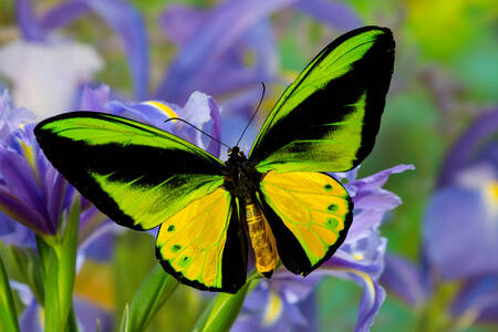 Butterfly against a background of blue irises