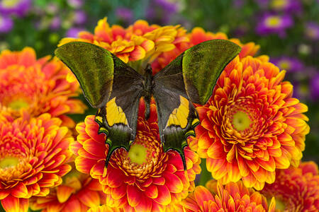 Indian Imperial Butterfly
