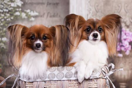 Sepette Papillon köpekleri