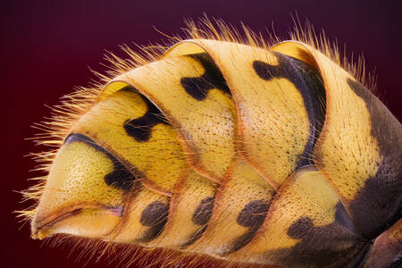 Sıradan eşekarısının karın bölgesi