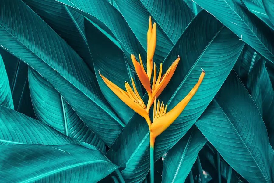 Heldere bloem in donkere bladeren