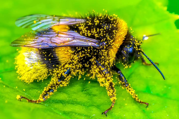Bee in pollen