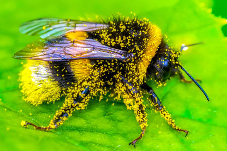 Pčela u cvetnom polenu