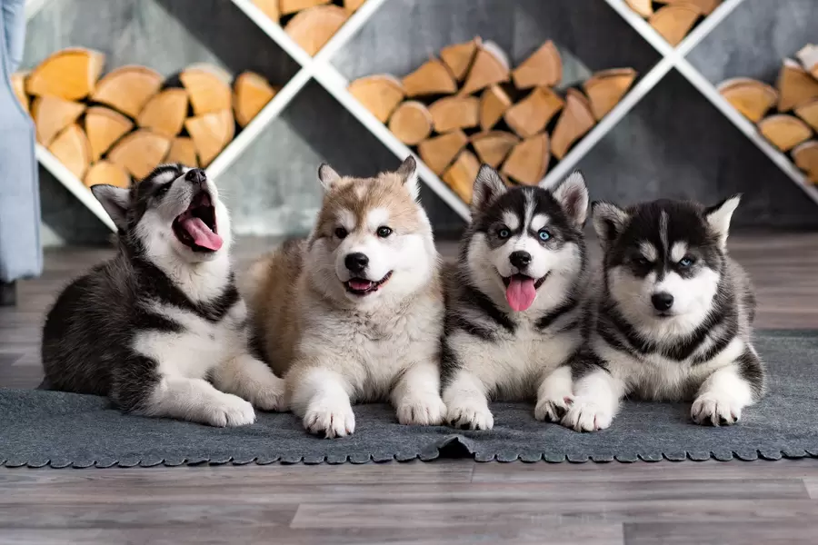 Cachorros husky