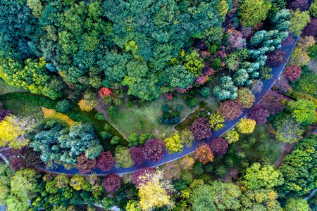 Top view of trees of different colors