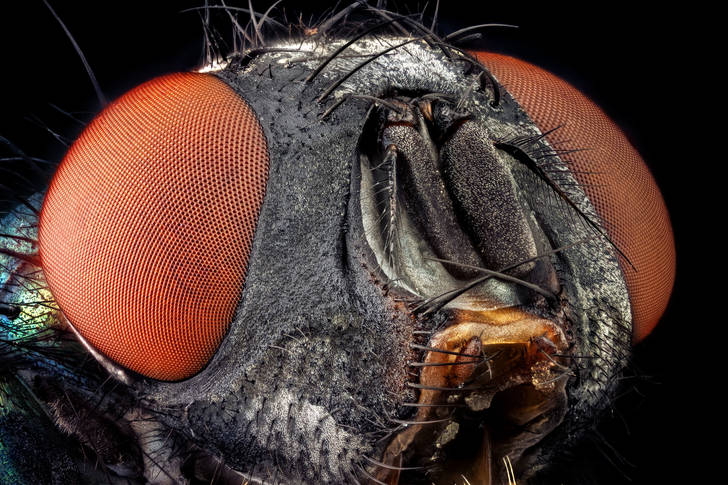 Macro photo of Calliphorida fly