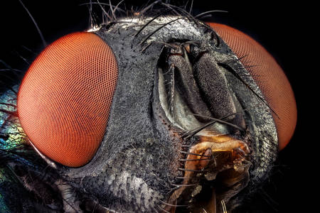 Makrofoto der Calliphorida-Fliege