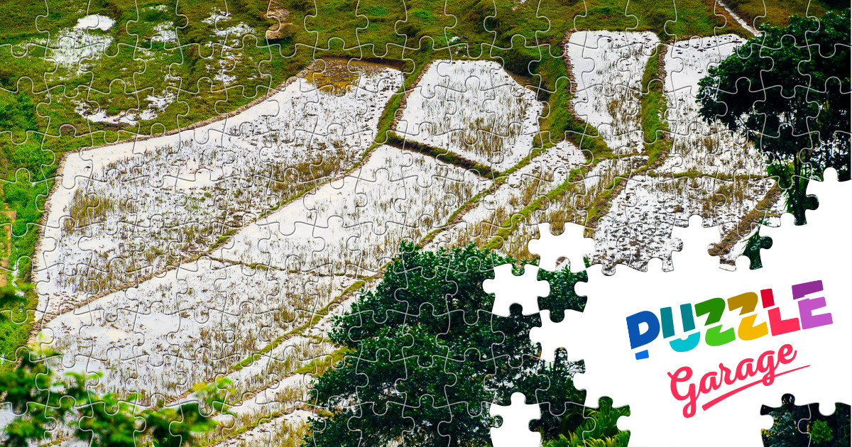 Rice fields in Sri Lanka Jigsaw Puzzle (Countries, Sri Lanka) Puzzle