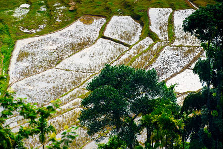 Campos de arroz en Sri Lanka