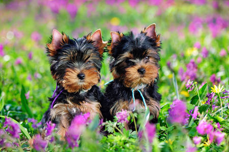 Yorkshire terrier pups