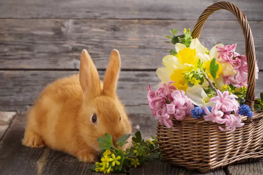 Konijn en mand met bloemen