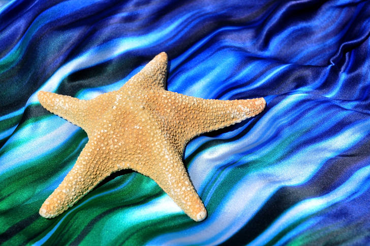 Starfish on an azure background