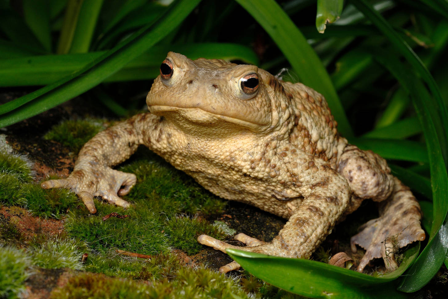 Toad on the pond Jigsaw Puzzle (Animals, Amphibians) | Puzzle Garage