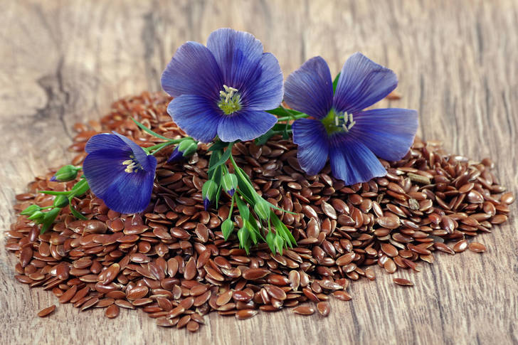 Flax flowers and seeds