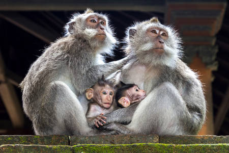 Macaque family