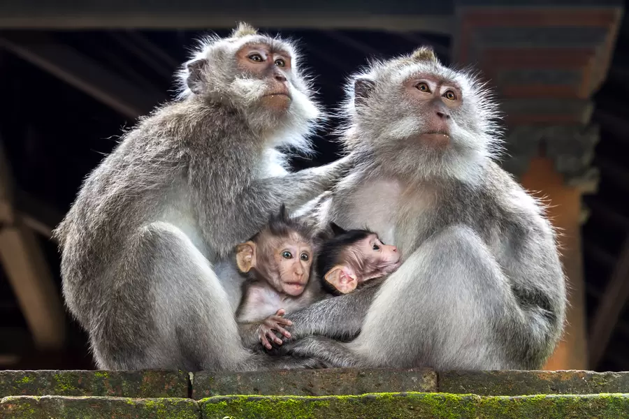 Famille macaque