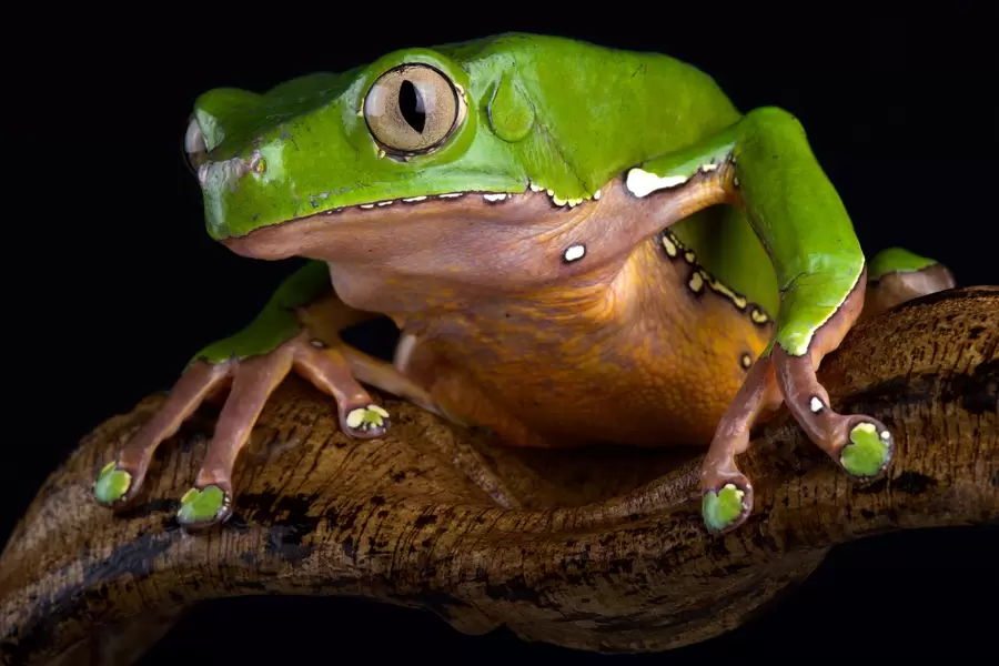Kaksikvärviline phyllomedusa