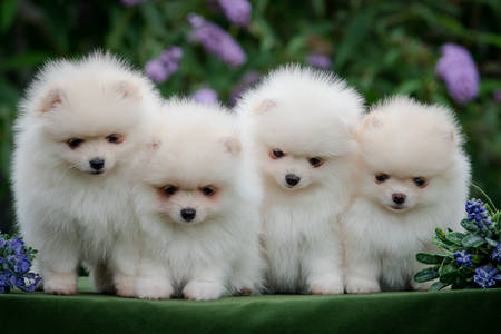 White Pomeranian puppies