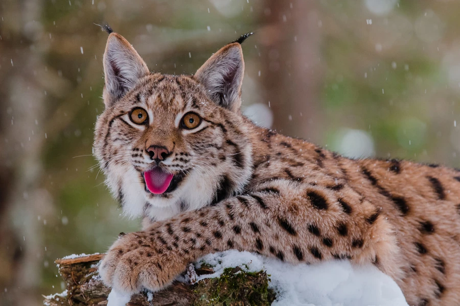 Ilves