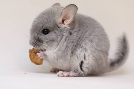 Chinchilla with nuts