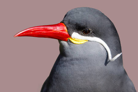 Portrait Inca Tern