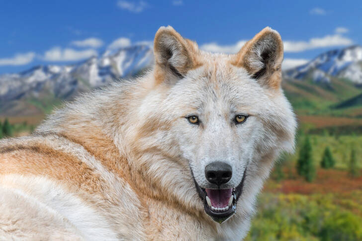 Kanadischer Wolf