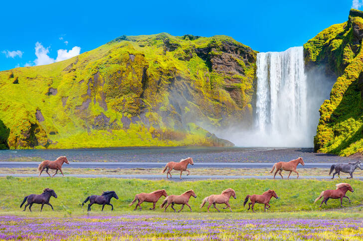 Лошади у водопада