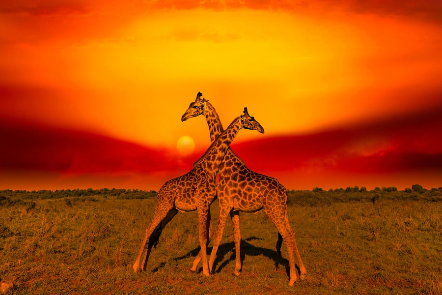 Giraffen bij zonsondergang