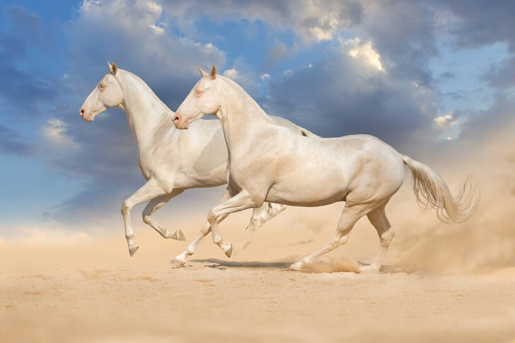Running white horses