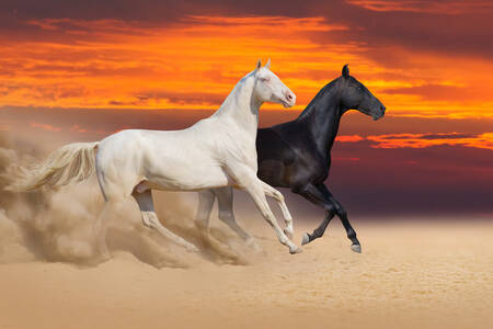 Лошади в пустыне