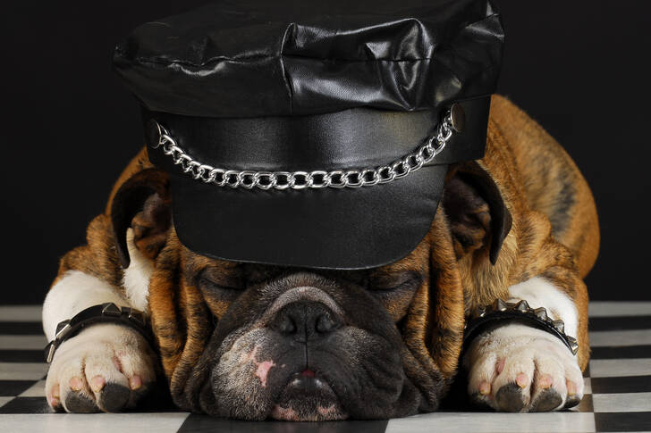 Bulldogge mit Mütze