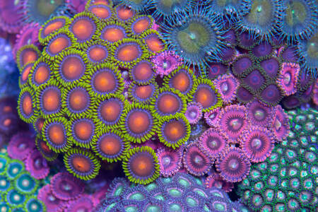 Lila korallok