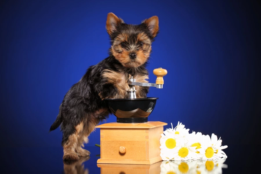 Yorkshire terrier puppy op blauwe achtergrond