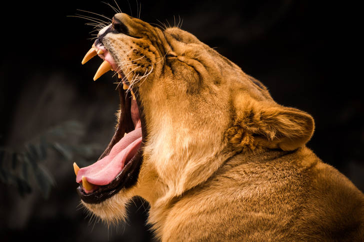Lioness roar