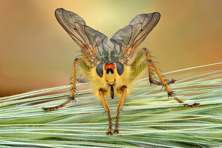 Gelbe Fliege