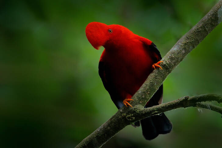 Peruvian cock of the rock